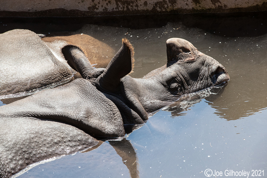Edinburgh Zoo - Miscellaneous photos 