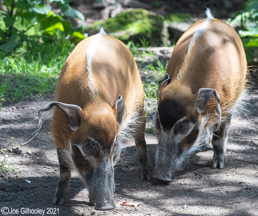 Edinburgh Zoo - Miscellaneous photos 
