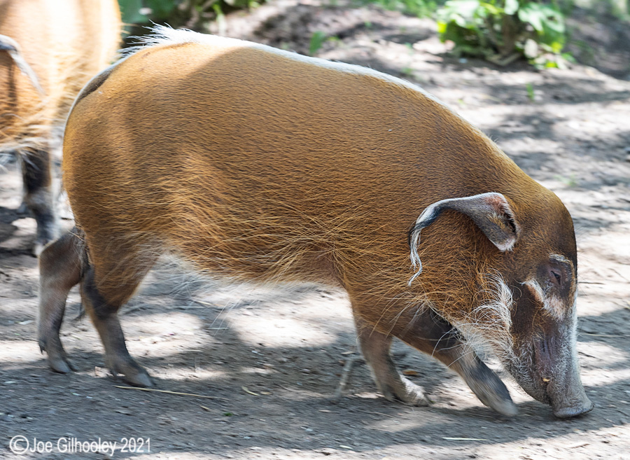 Edinburgh Zoo - Miscellaneous photos 