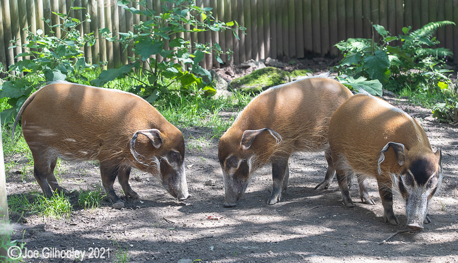 Edinburgh Zoo - Miscellaneous photos 