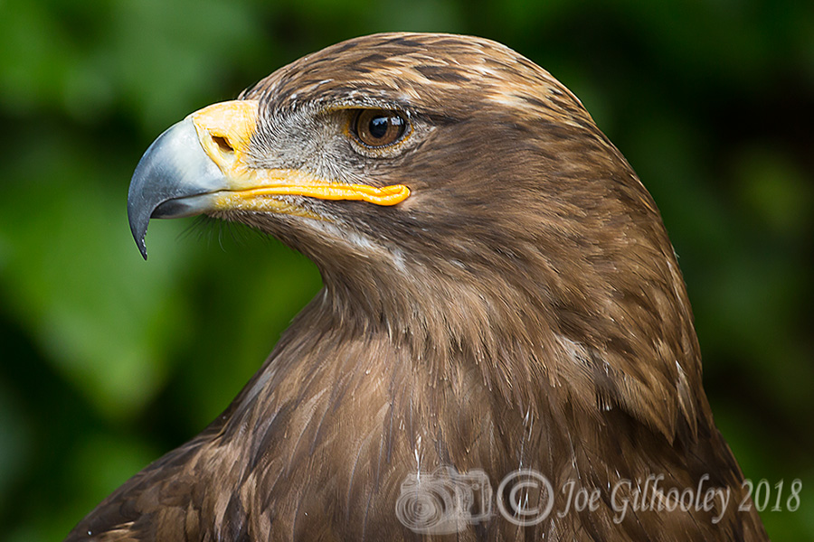 Birds of Prey - Falconry Scotland