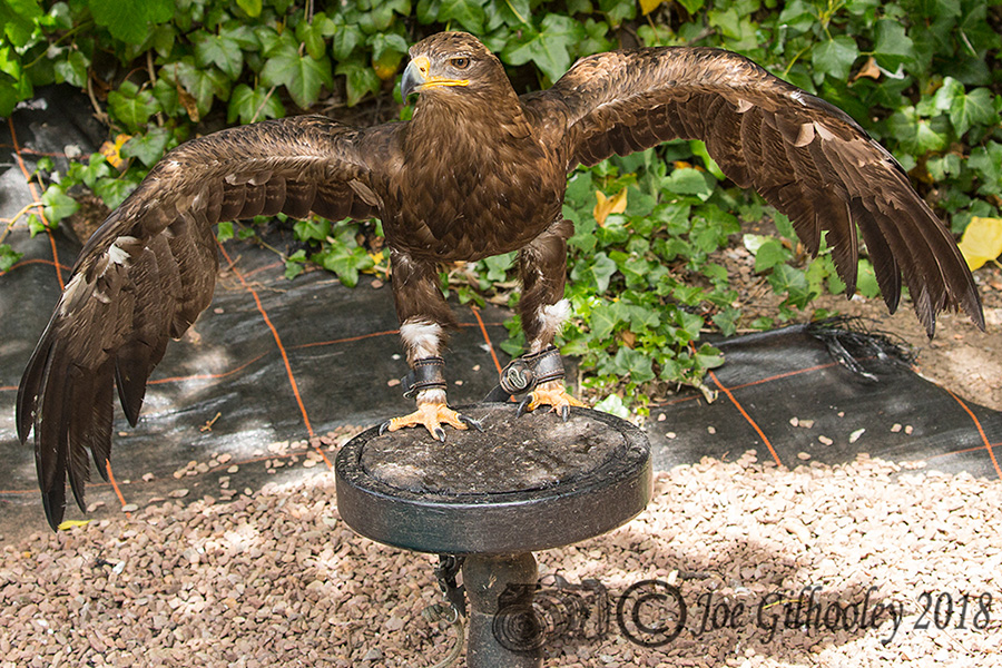 Birds of Prey - Falconry Scotland