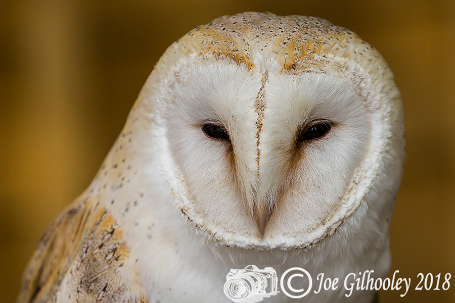 Birds of Prey - Falconry Scotland