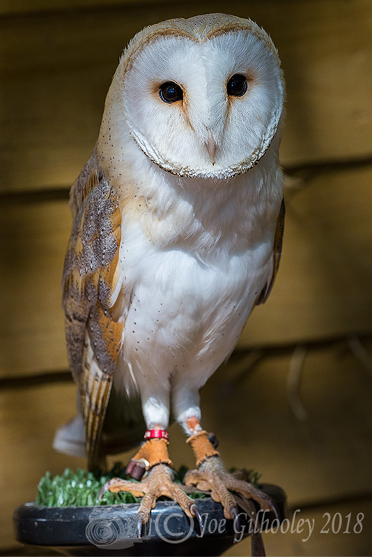 Birds of Prey - Falconry Scotland