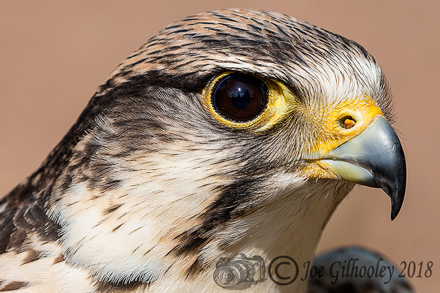 Birds of Prey - Falconry Scotland