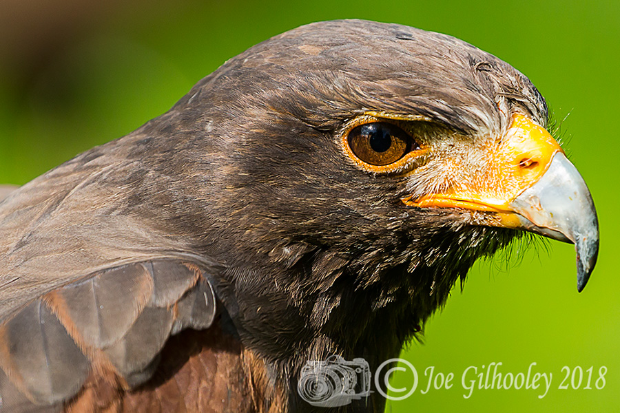 Birds of Prey - Falconry Scotland
