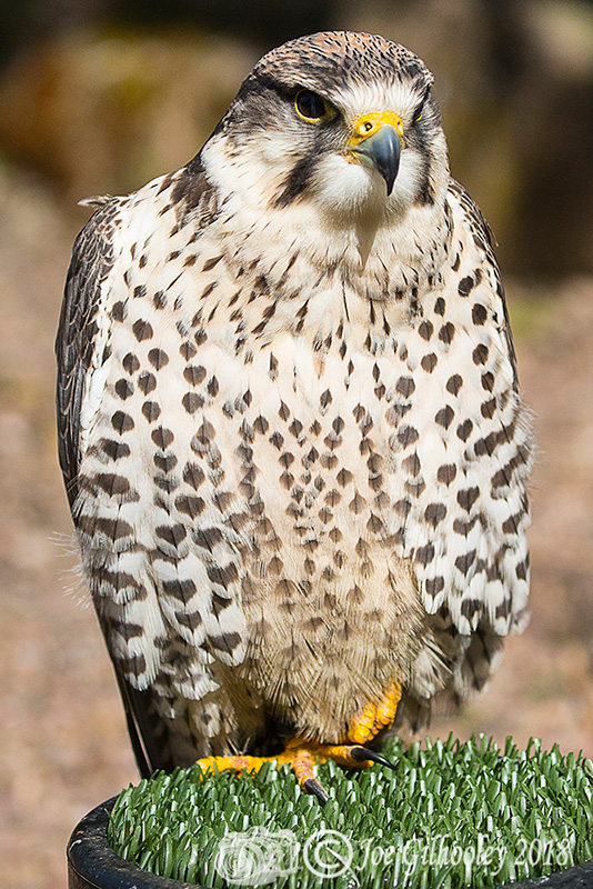 Birds of Prey - Falconry Scotland