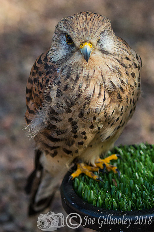 Birds of Prey - Falconry Scotland