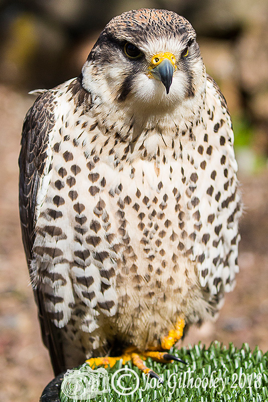 Birds of Prey - Falconry Scotland
