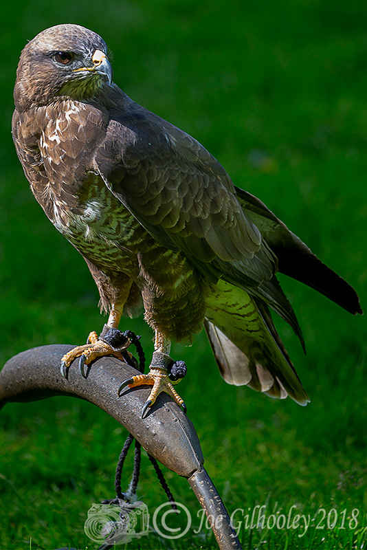 Birds of Prey - Falconry Scotland