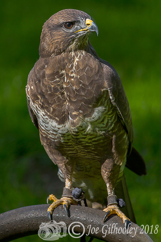 Birds of Prey - Falconry Scotland