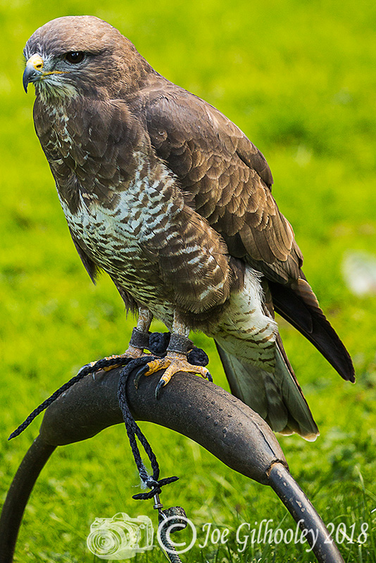Birds of Prey - Falconry Scotland