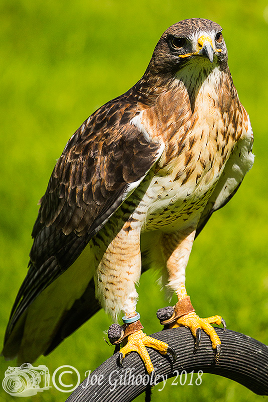 Birds of Prey - Falconry Scotland