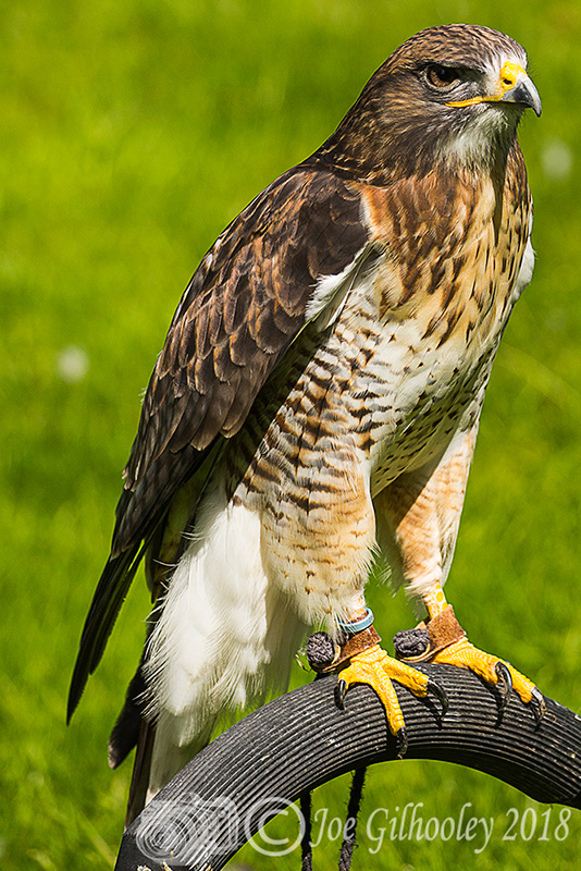 Birds of Prey - Falconry Scotland