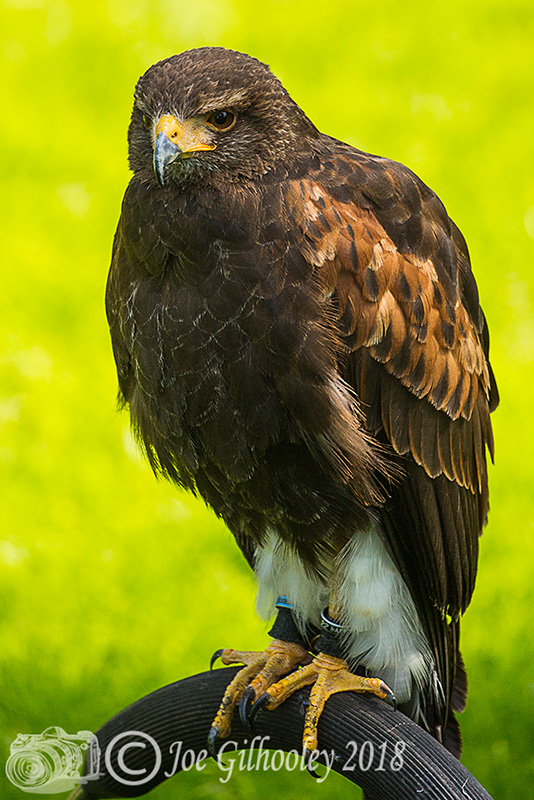 Birds of Prey - Falconry Scotland