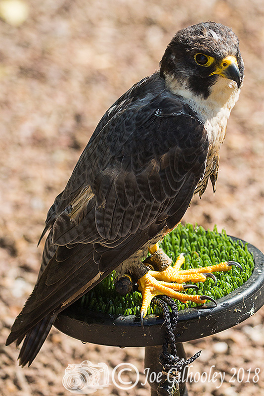Birds of Prey - Falconry Scotland