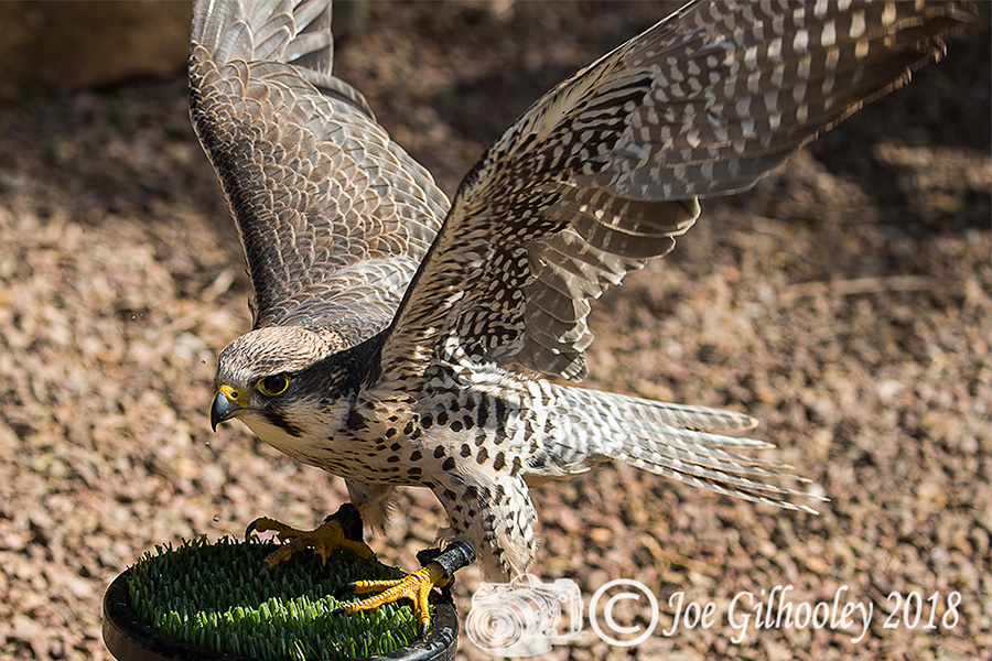 Birds of Prey - Falconry Scotland