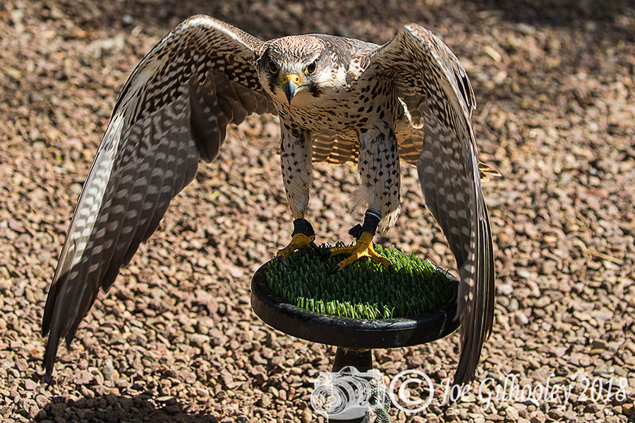 Birds of Prey - Falconry Scotland