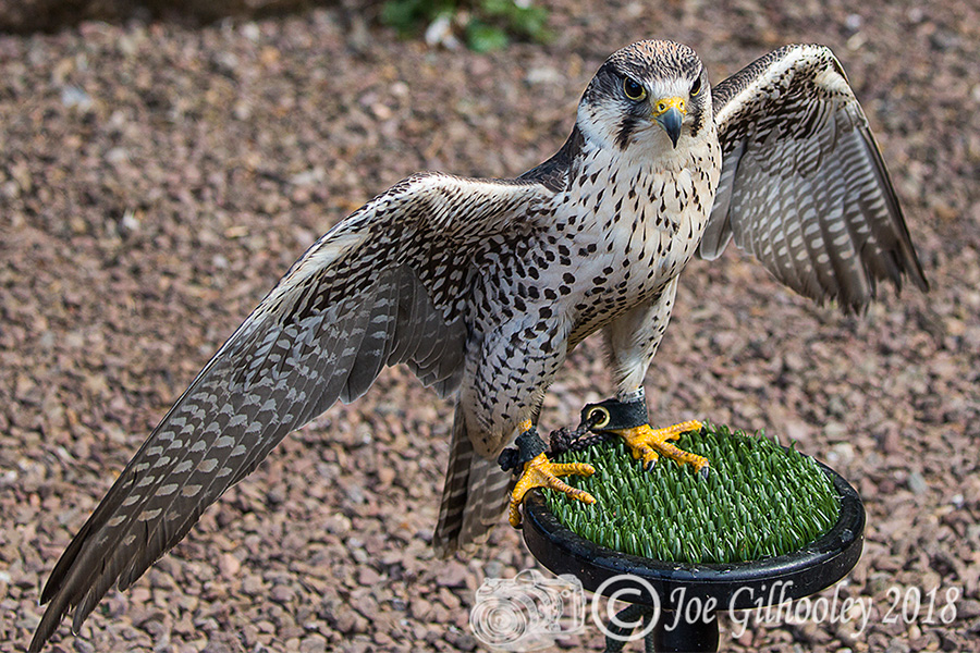 Birds of Prey - Falconry Scotland