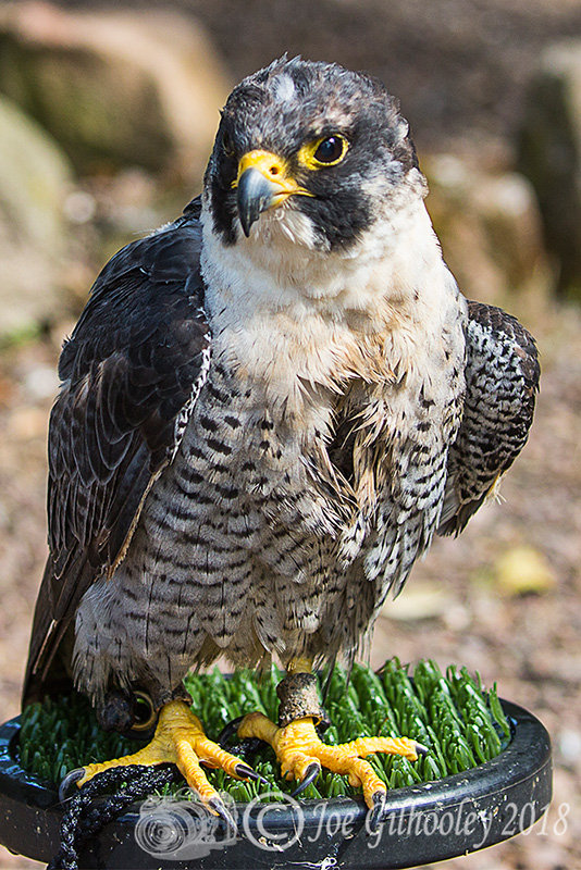 Birds of Prey - Falconry Scotland