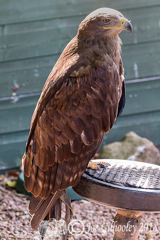 Birds of Prey - Falconry Scotland