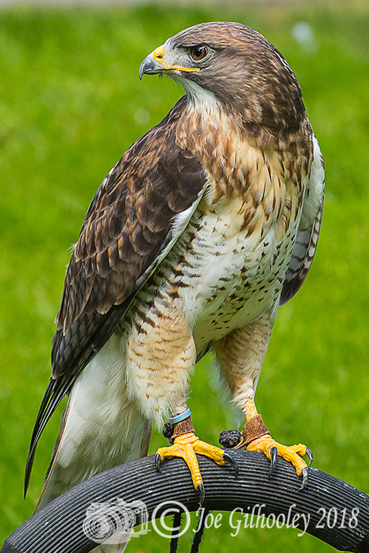 Birds of Prey - Falconry Scotland