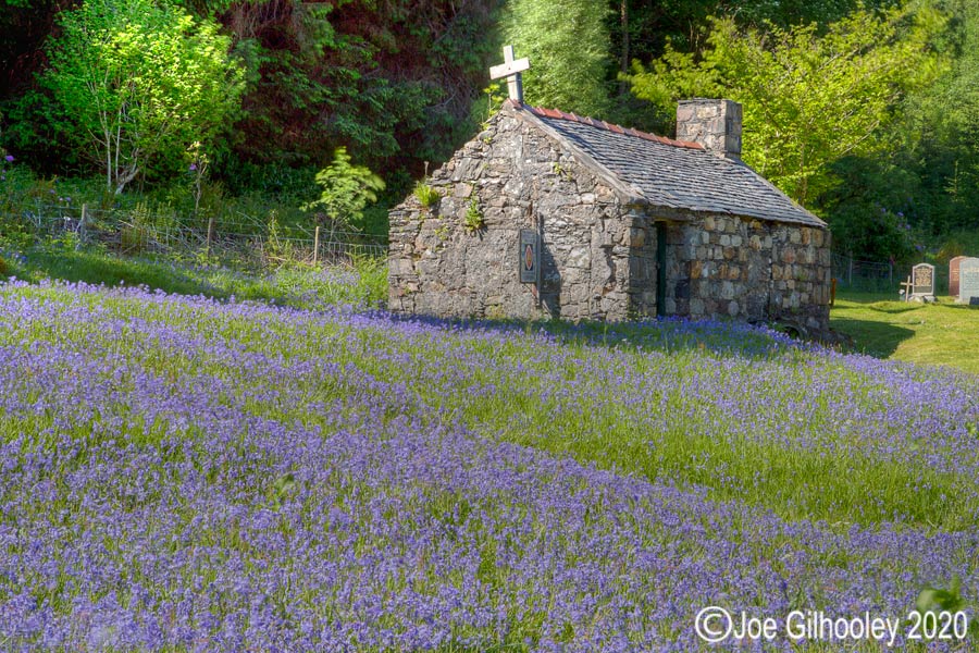 Bluebells at St John's Ballachuilish