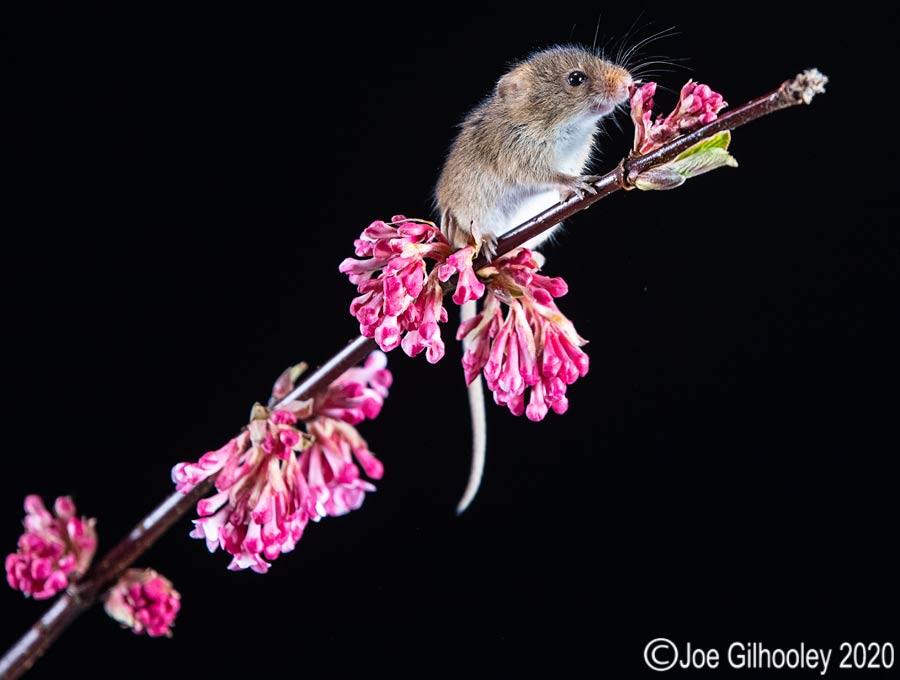Harvest Mice