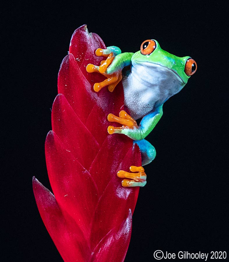 Red Eyed Frog