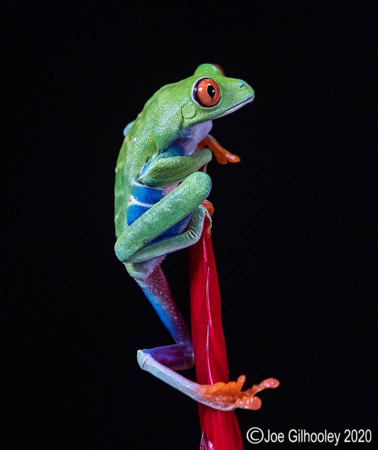 Red Eyed Frog