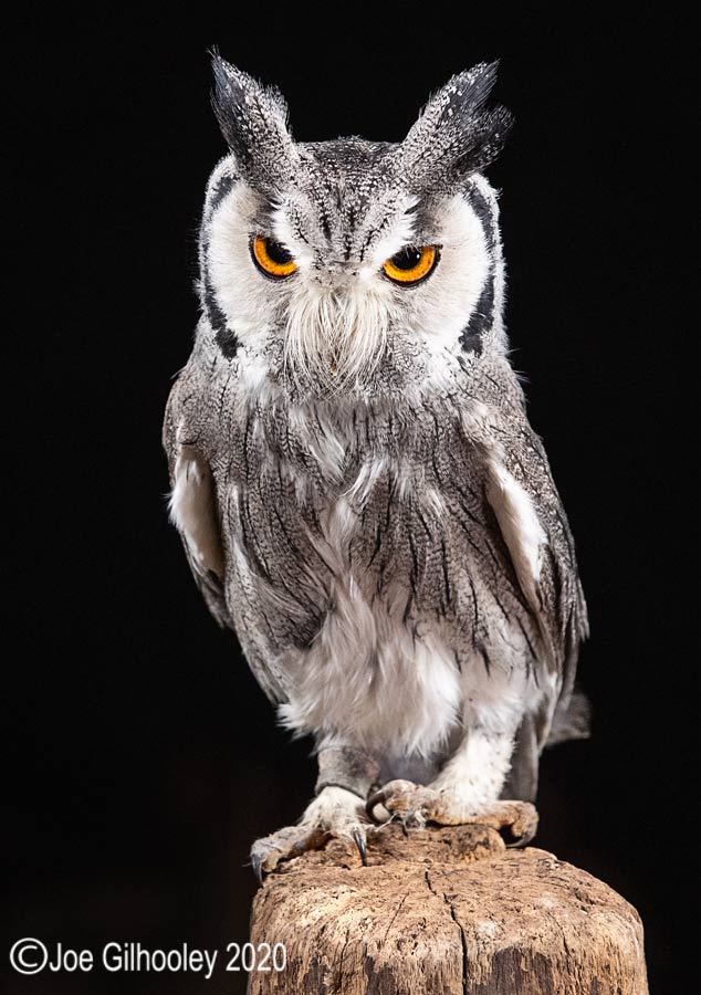 White Faced Scoops Owl