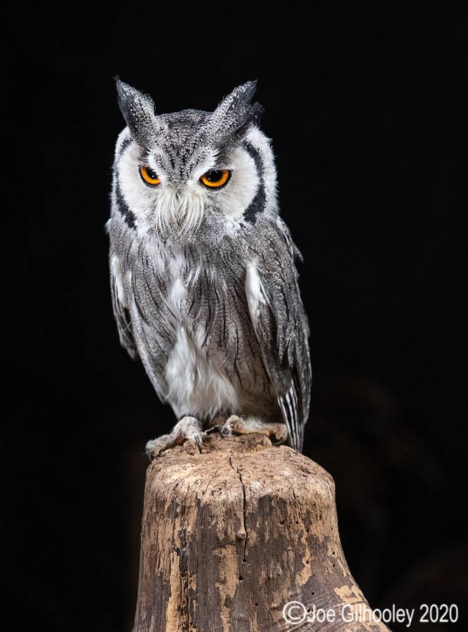 White Faced Scoops Owl