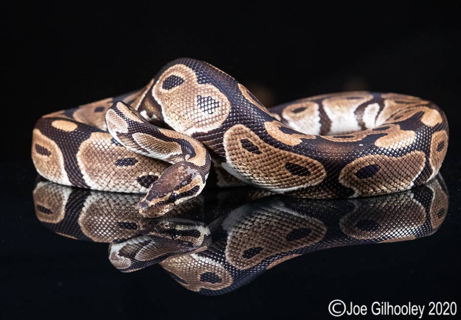 Royal Python Snake