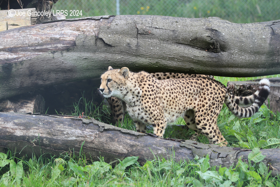 Big Cats Photography Day Five Sisters Zoo
