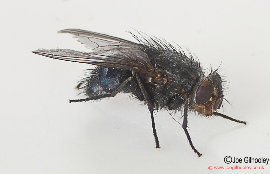 A Fly - taken close up with macro lens A Fly - taken close up with macro lens