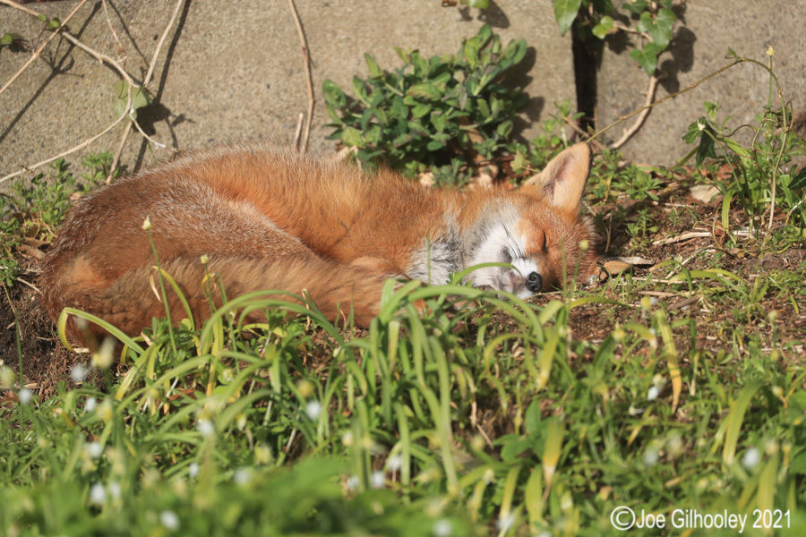 Fox in our Garden 
