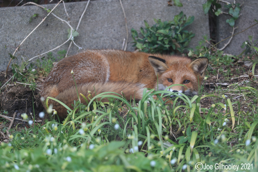 Fox in our Garden 