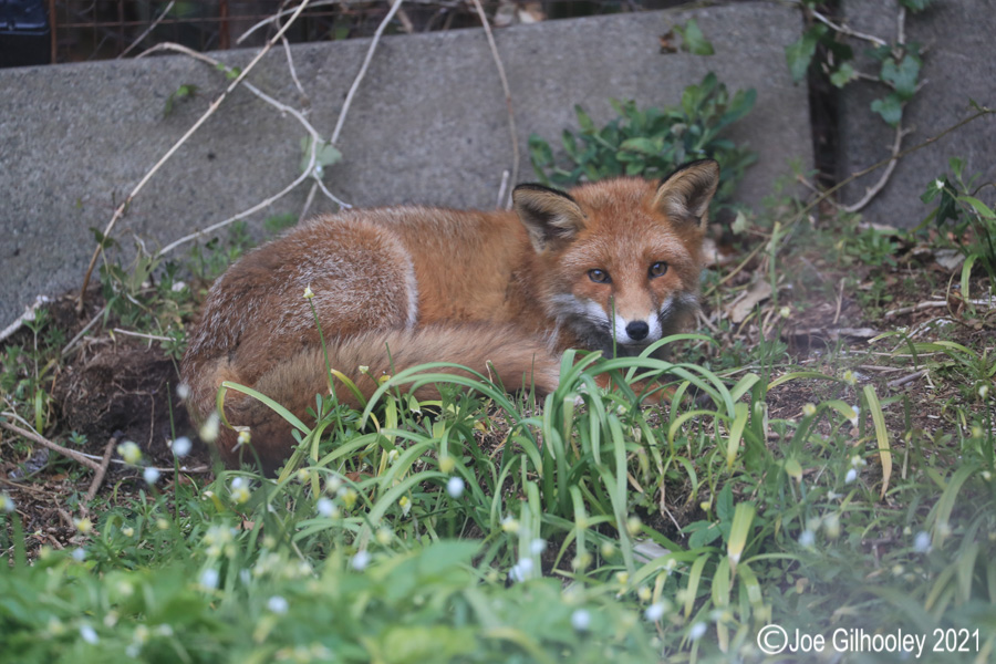 Fox in our Garden 