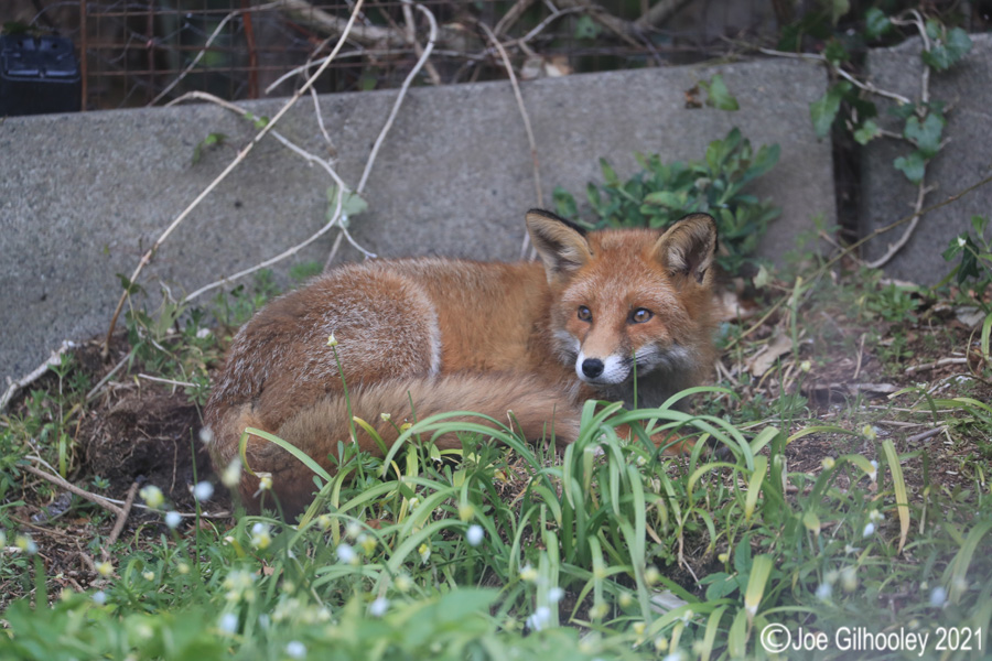 Fox in our Garden 
