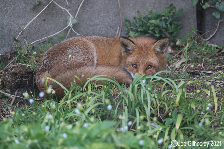 Fox in our Garden 
