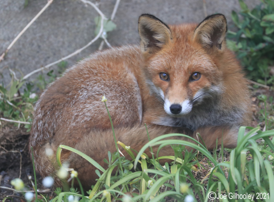 Fox in our Garden 