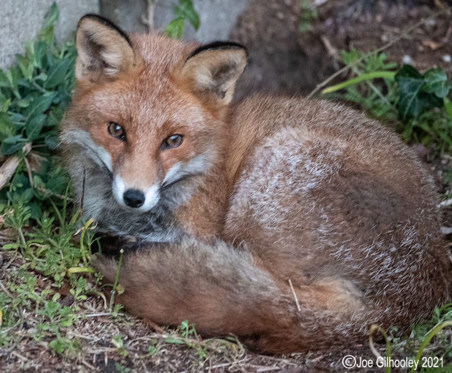 Fox in our Garden 