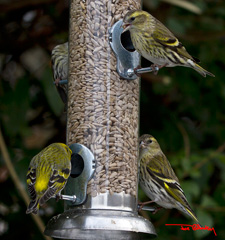 Joe Gilhooley Photography - My Gallery