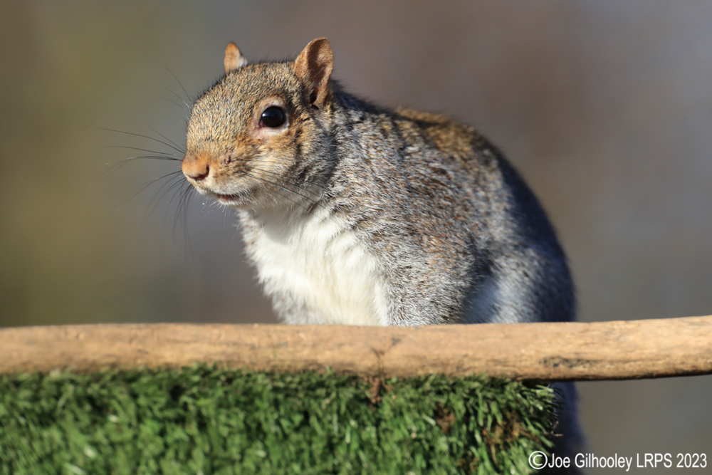Grey Squirrel at Bird Hide