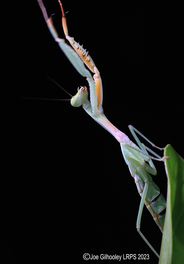 H - Venosa Mantis