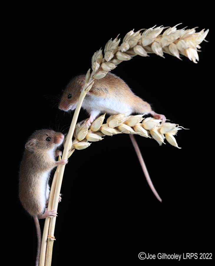 Harvest Mice