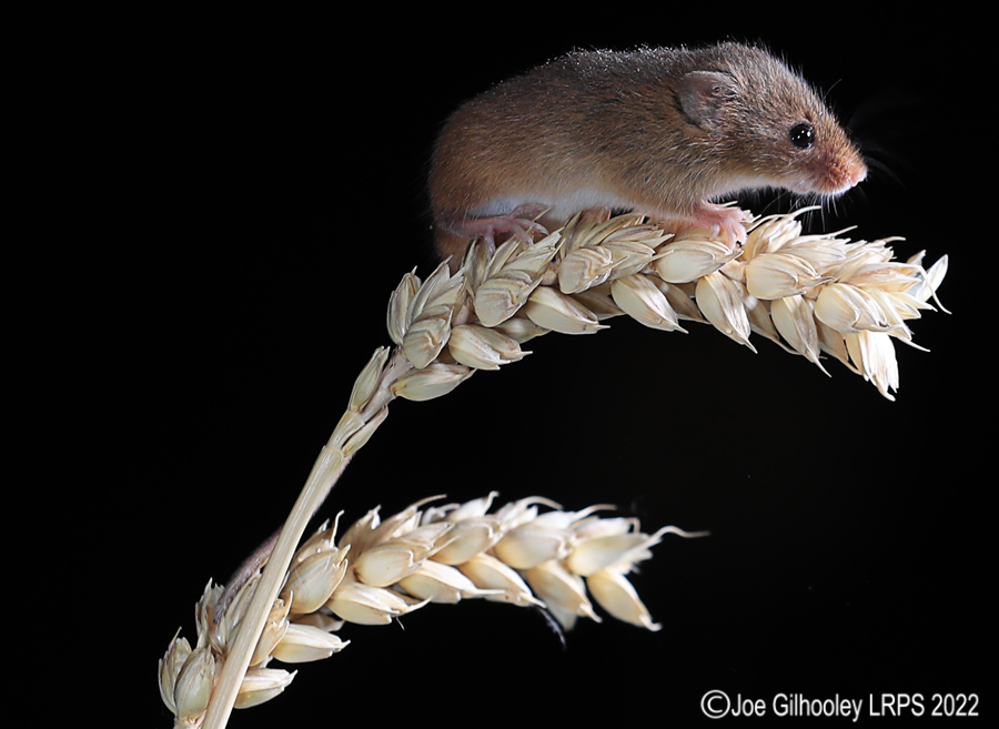Harvest Mice