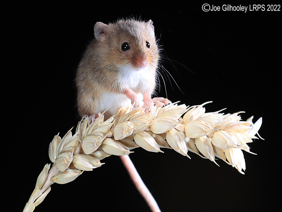 Harvest Mice