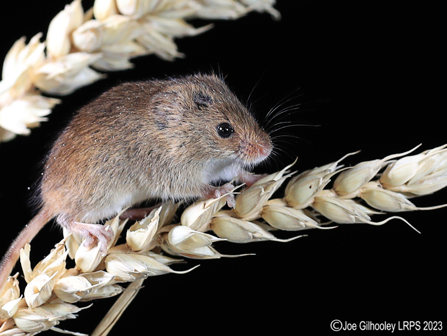 Harvest Mice