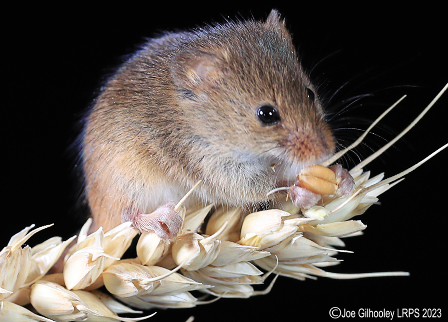 Harvest Mice